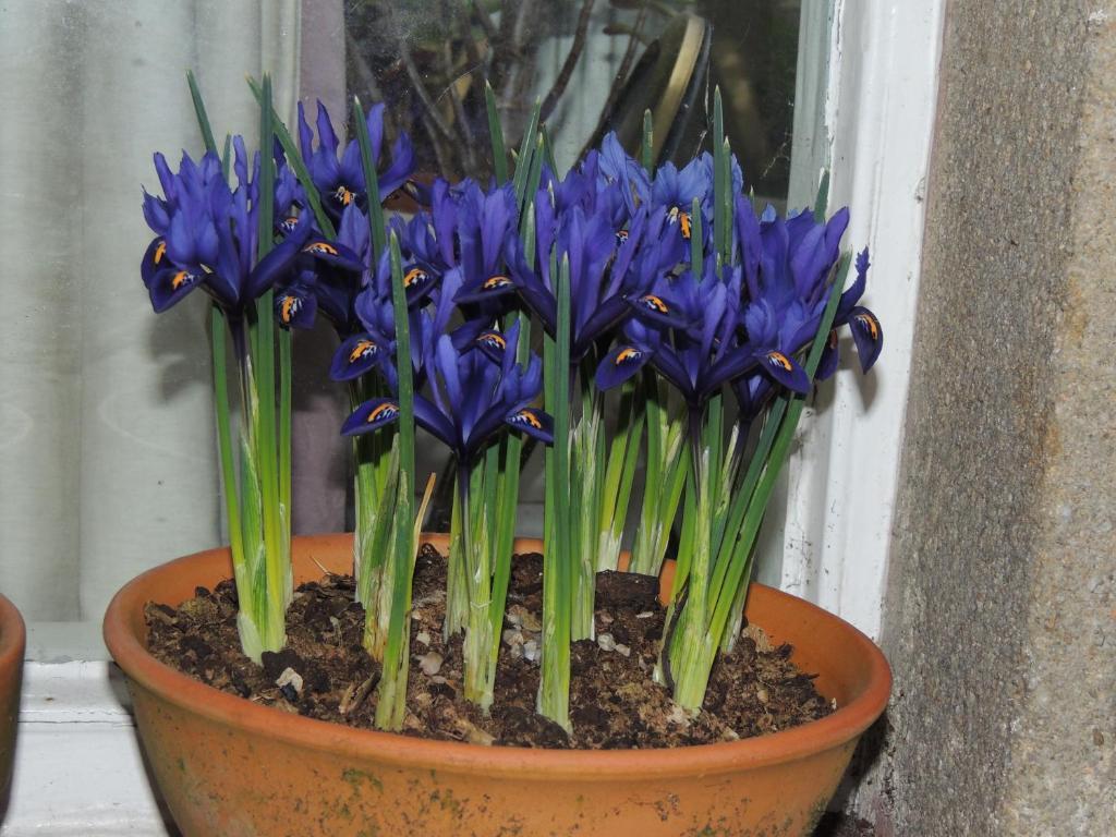 Spring Lodge Harrogate Buitenkant foto